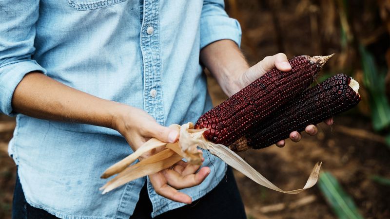 Revolutionary Corn Strain Emerges to Aid Farmers in the Face of the Climate Crisis