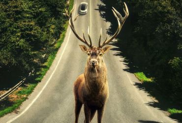 The Hidden Symbolism of Deer: Decoding their Meaning