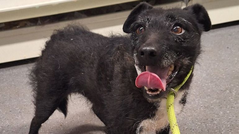 Rescued: The Incredible Journey of a Dog Missing for Nearly 7 Years in the Wild