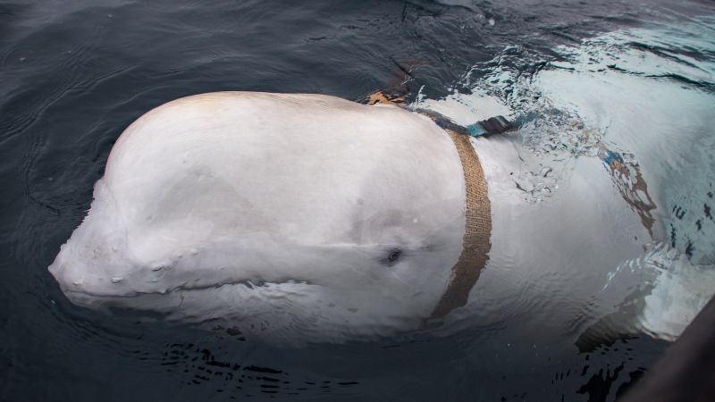 Russian Spy Whale Reportedly Spotted in Swedish Waters