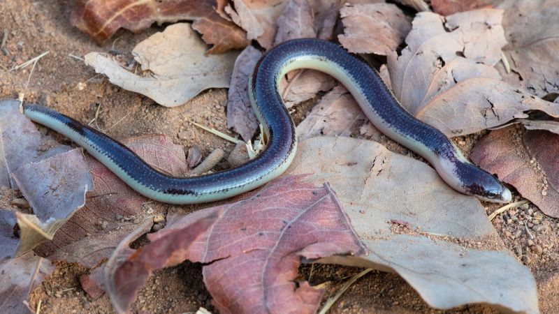 2023 Unveiled: From a Legless Lizard to Countless New Species