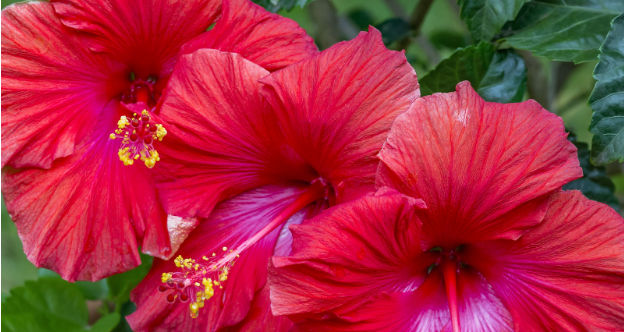 Hibiscus