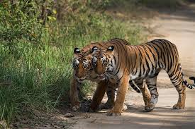 jim corbett tour, jim corbett park, jim corbett national park, jim corbett tour safari.