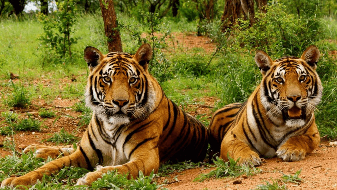 jim corbett tour, jim corbett park, jim corbett national park, jim corbett tour safar, corbett national park, corbett tour travels.