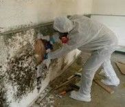 mold restoration near me