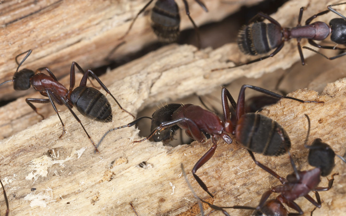 CockRoach Control ,Mice Control