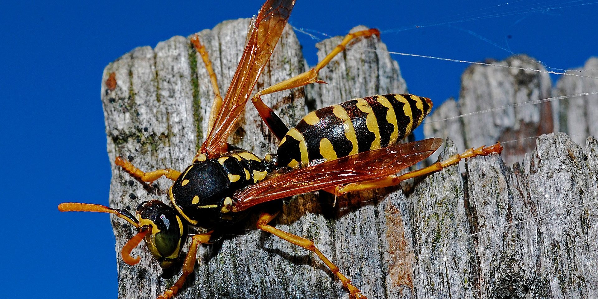 Wasp Control