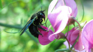 wasp removal Campbell CA