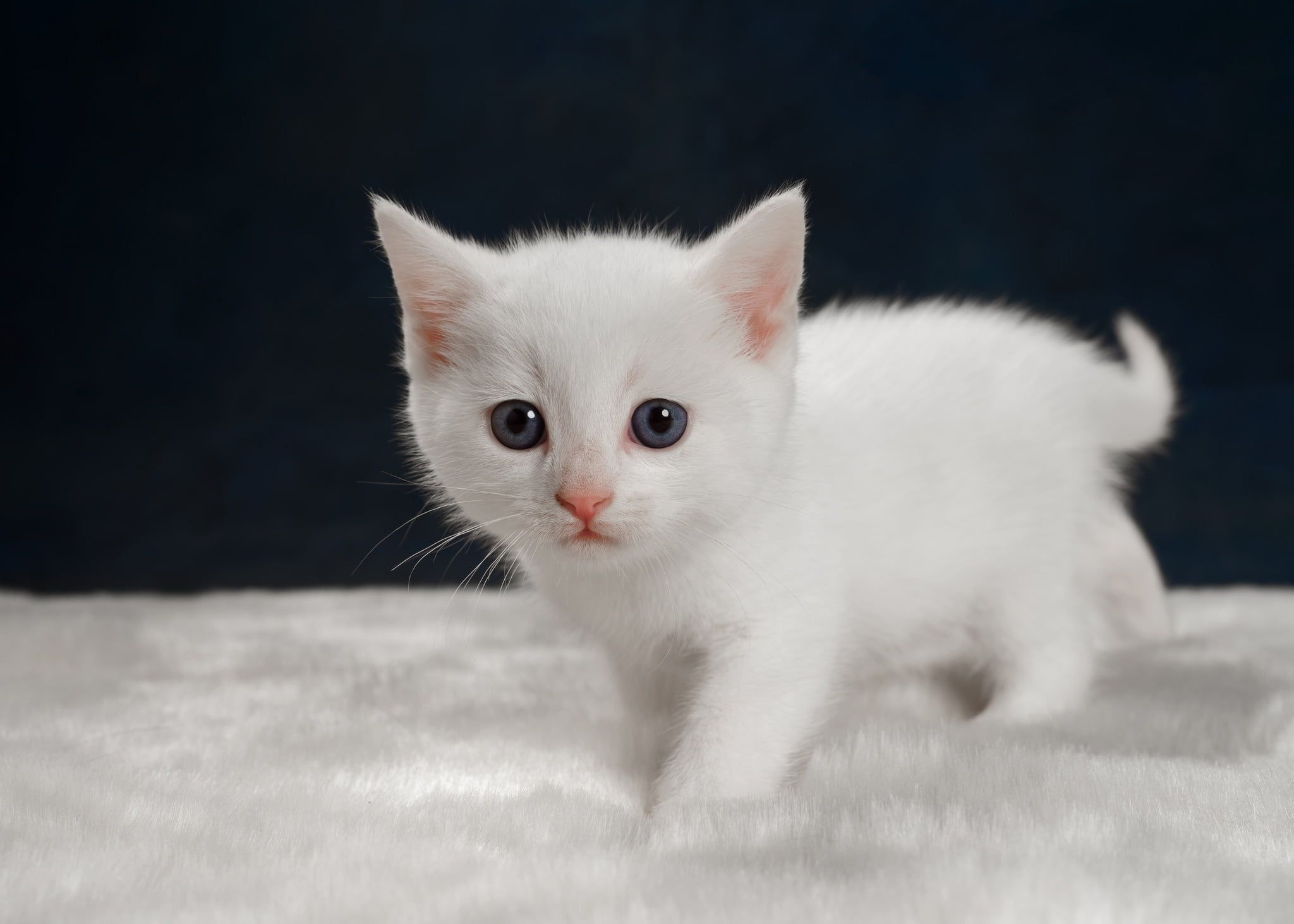 White kittens