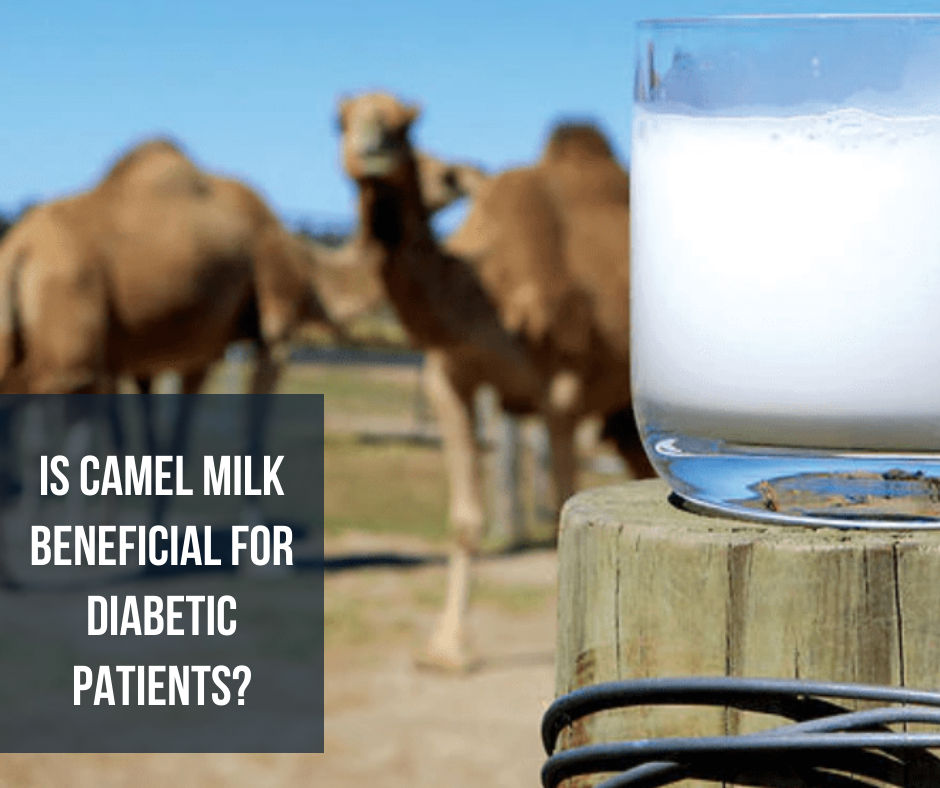 camel milk