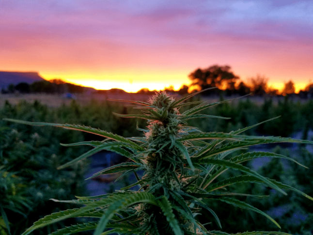 Antibacterial hemp oil