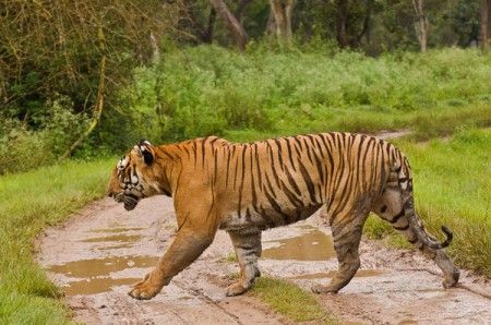 Bandipur national Park Resorts, Resorts in Bandipur, Bandipur Resorts, Bandipur national park india, wildlife resorts in india,  Bandipur Jungle Resorts, Jungle Safari Bandipur, Jungle Lodges Bandipur