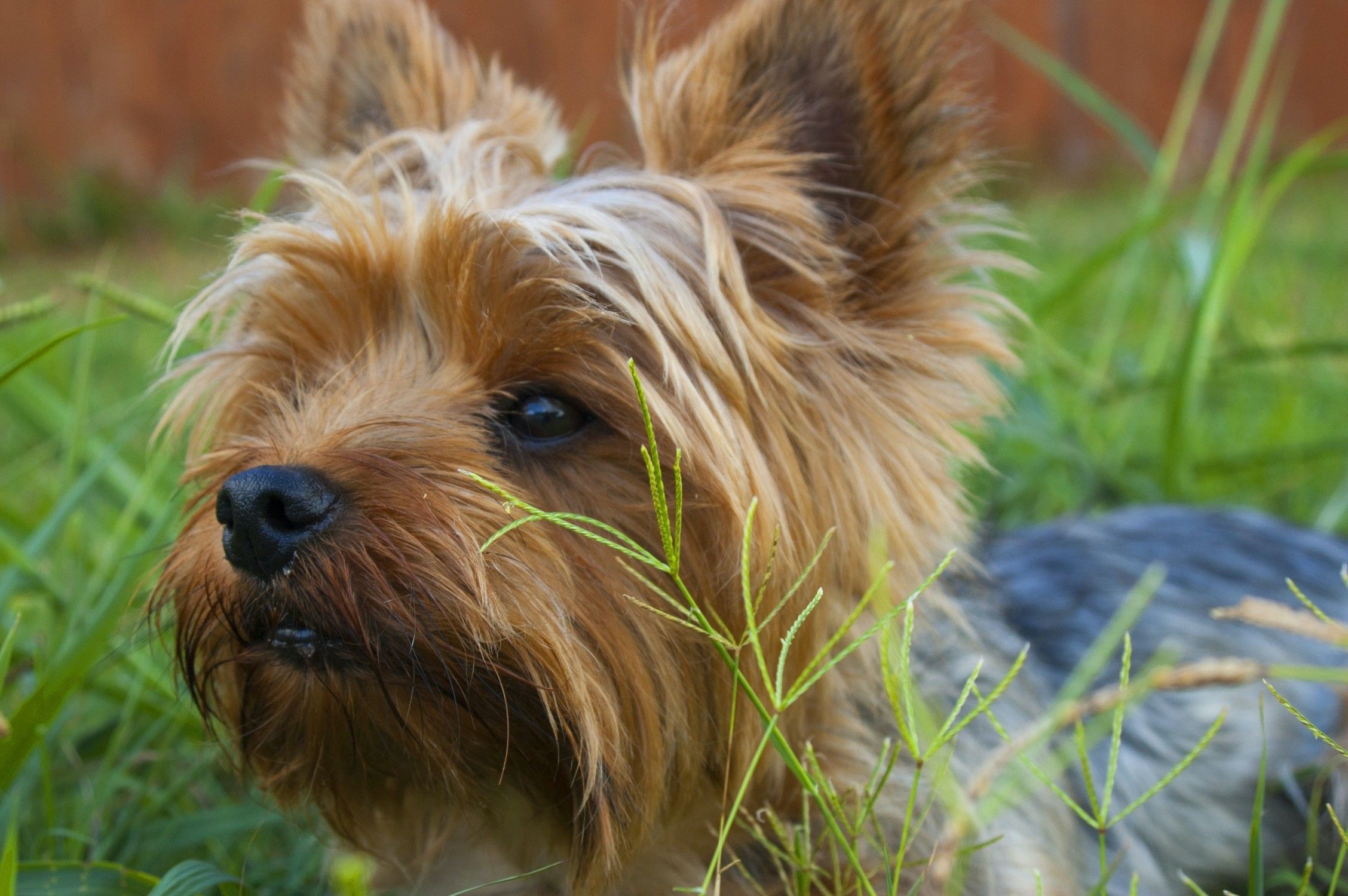 Yorkie laying in grass