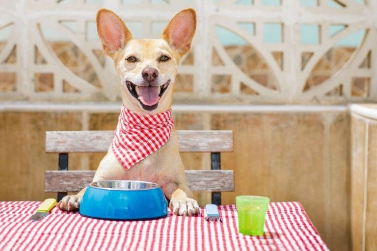 pet friendly restaurants in Scottsdale