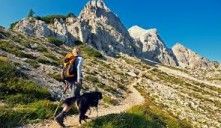 Dog on a Hiking Trip