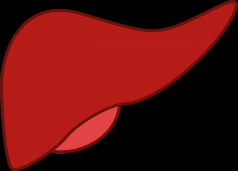 Liver transplantation in India 