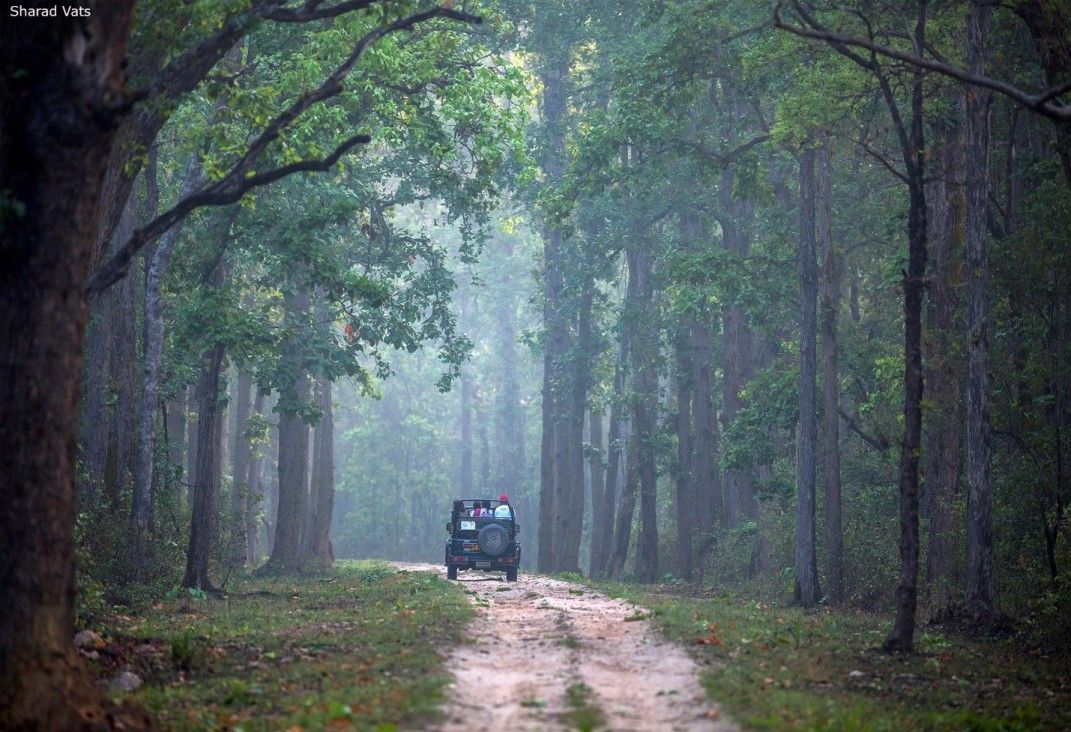 Tiger safari at Kanha National Park Mukki zone