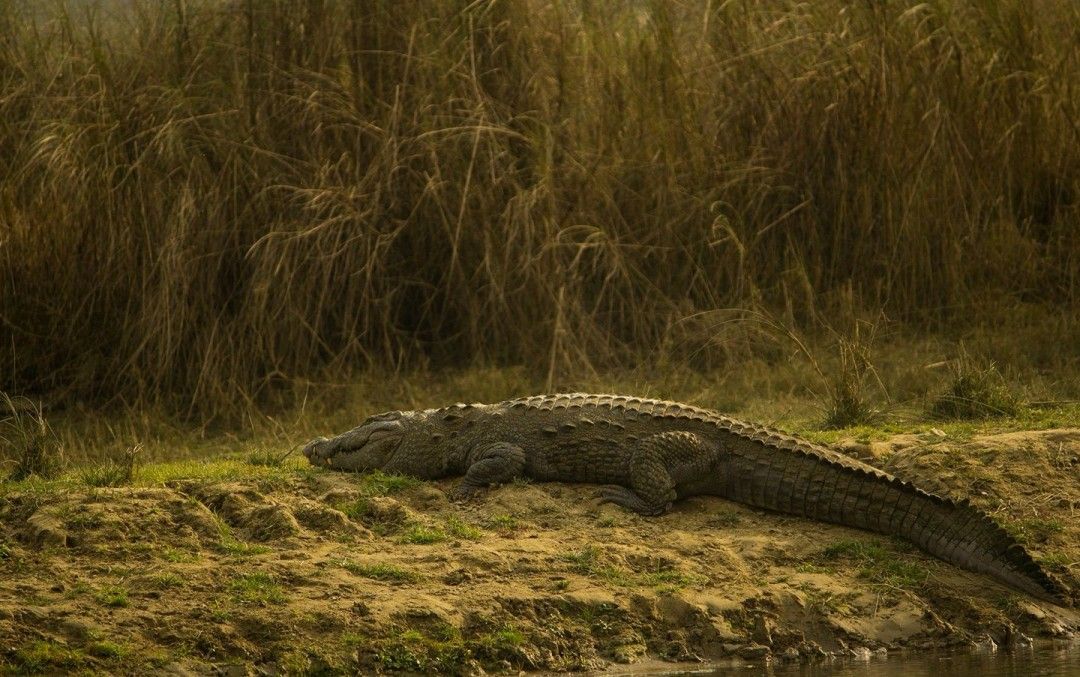 Crocodile on the banks of River Ken