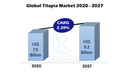 global tilapia market