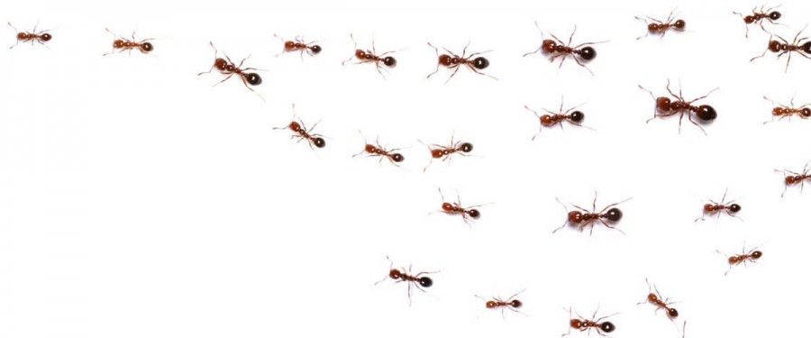 Ant attack