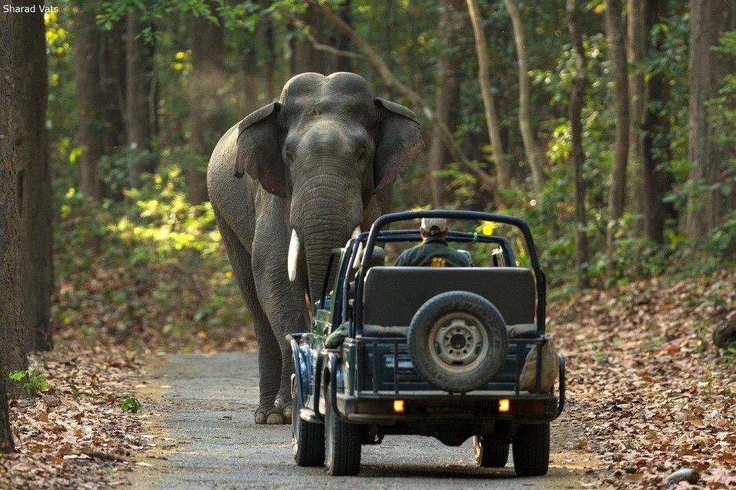 Tiger at Corbett National Park 