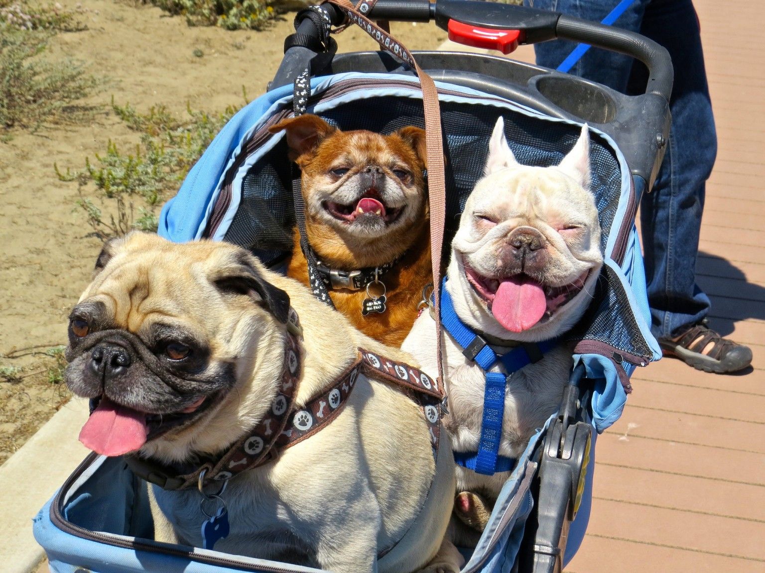 best stroller for your pet