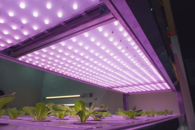 Global LED Grow Lights Market, LED Grow Lights Market, LED Grow Lights, LED Grow Lights Market Comprehensive Analysis, LED Grow Lights Market Comprehensive Report, LED Grow Lights Market Forecast, LED