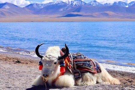 Yaks for Tibetans