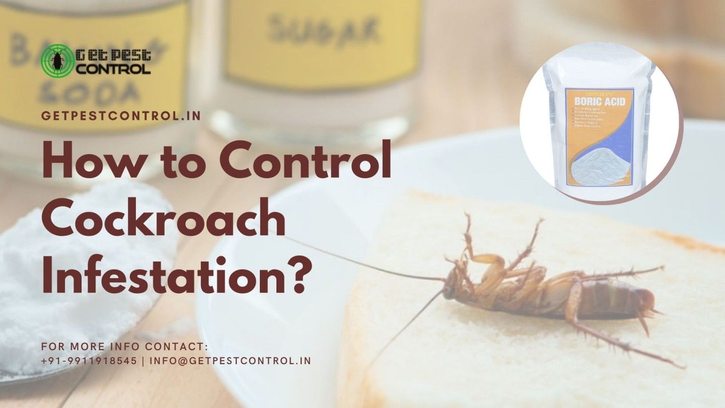 Control Cockroach Infestation