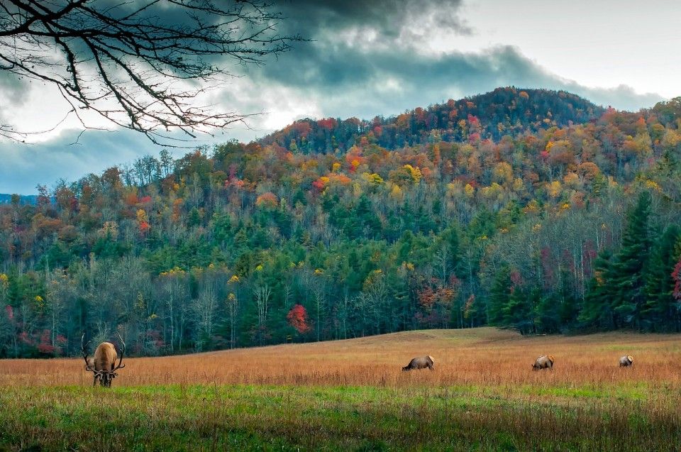 A wonderful nature scene you can see when moving from Raleigh, NC to a rural area.