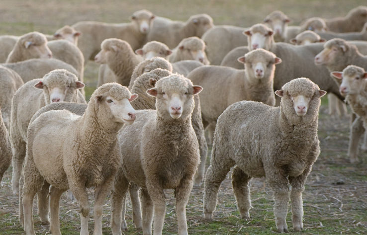 sheep shearing, shearing shed