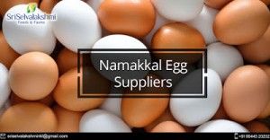 namakkal egg suppliers