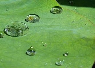 Magnifying Glass Effect of a Water Drop