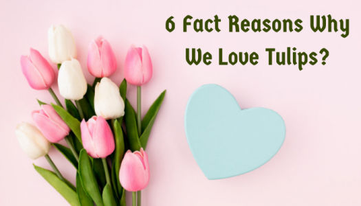 6 Fact Reasons Why We Love Tulips