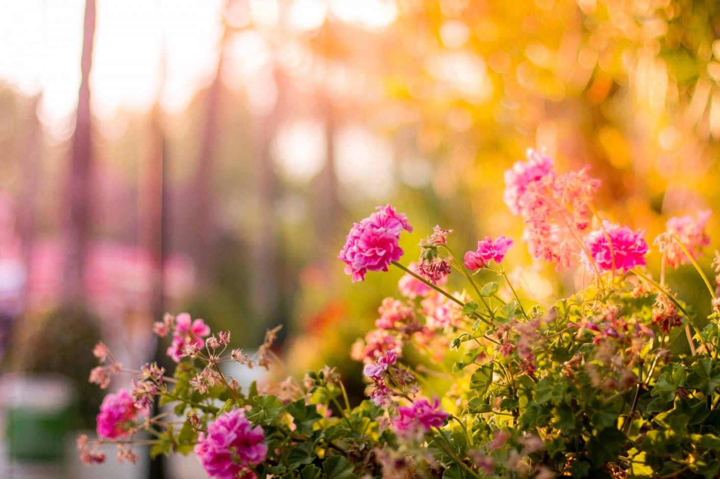 Garden Plants 