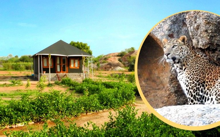 Jawai leopard safari camp