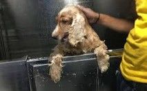 Dog grooming 