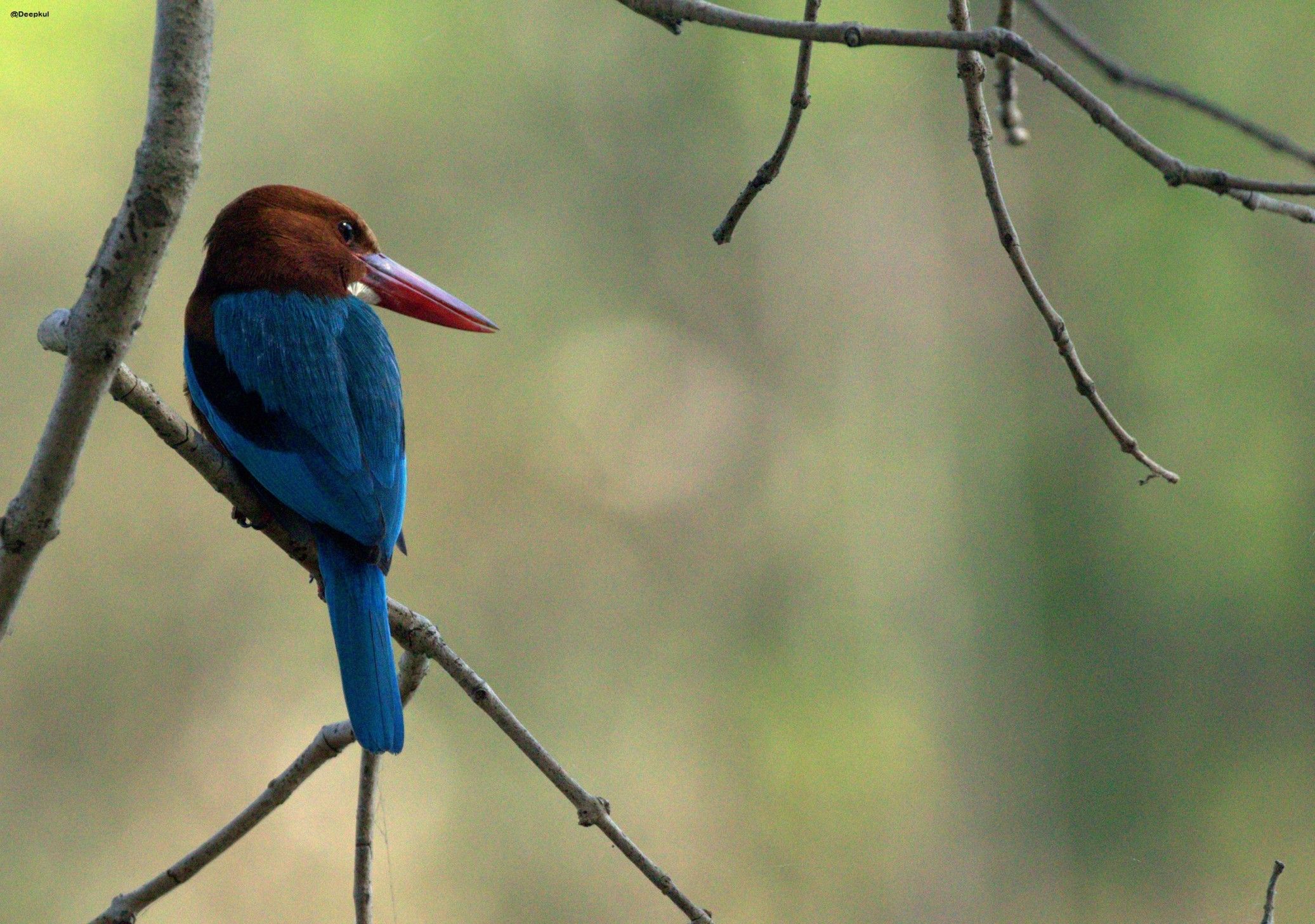 Kingfisher