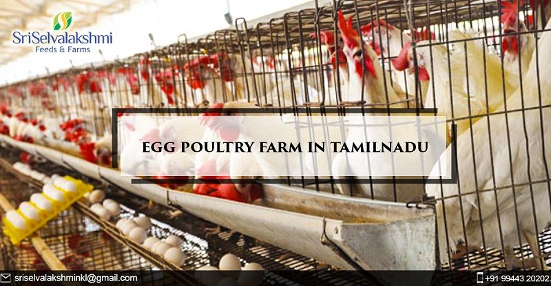 Namakkal Egg Supplier, Dealer and Wholesalers>