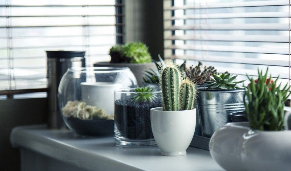 10 Indoor Plant Pots That Will Add Life and Color to Your Home>