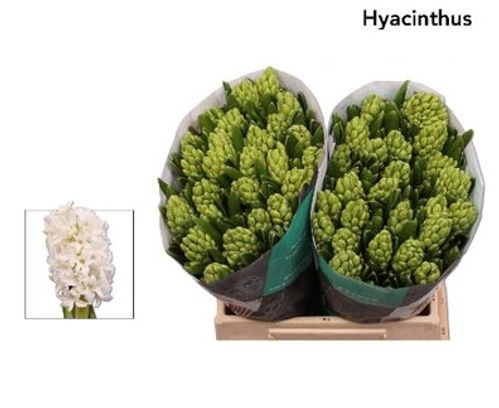 produktbild för Hyacinter Snitt