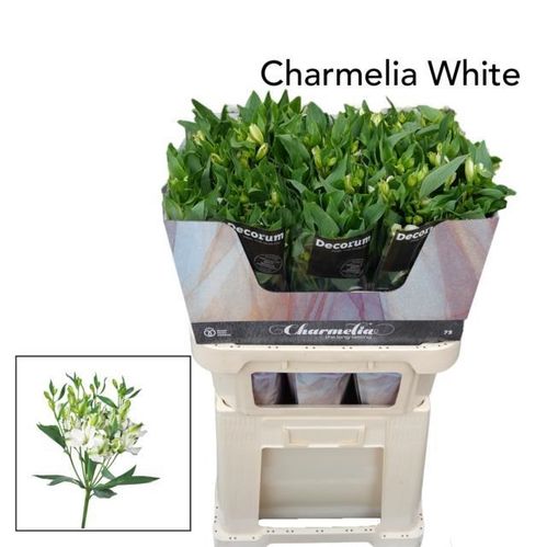 produktbild för Alstromeria Charmelia White