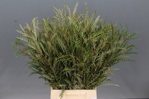 produktbild för Grevillea Ivanhoe Bronze *10