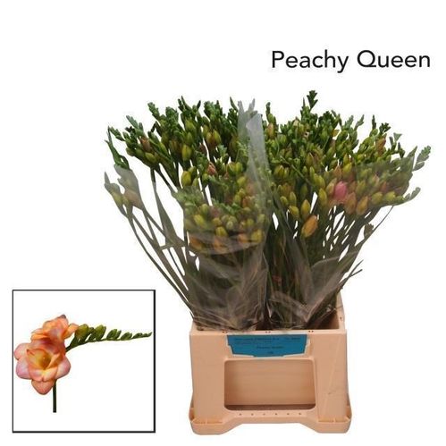 produktbild för Freesia Dubbel Peachy Queen