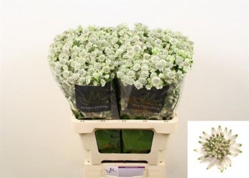 produktbild för Astrantia Billion Stars