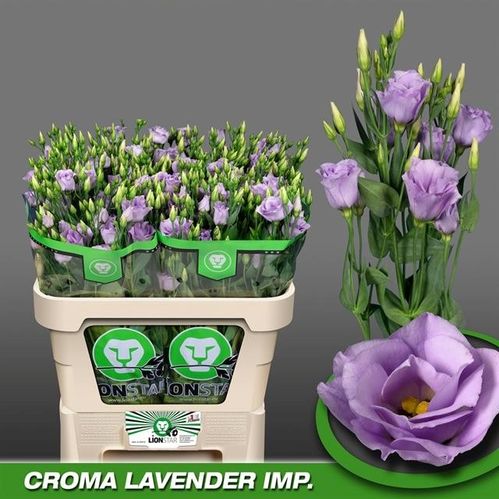 produktbild för Lisianthus dubbel Croma