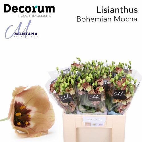 produktbild för Lisianthus Dubbel Terracotta