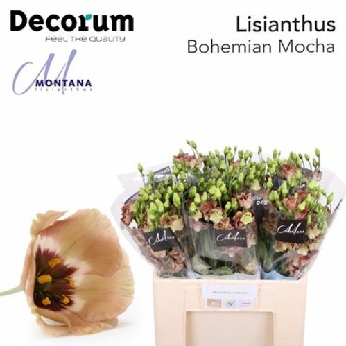 produktbild för Lisianthus Bohemian Mocha