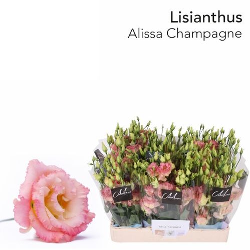 produktbild för Lisianthus dubbel Alissa Champagne