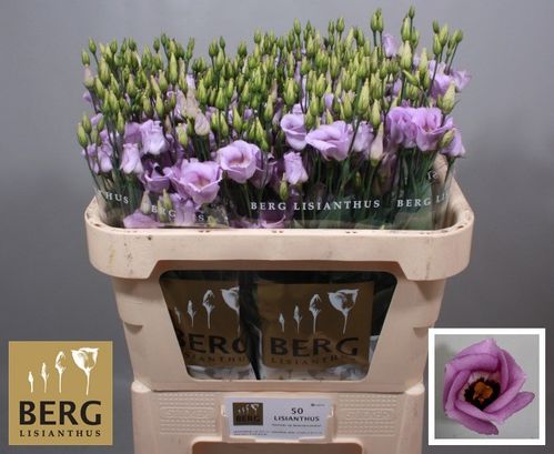 produktbild för Lisianthus enkel Piccolo